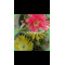 Argyroderma Fissum - Plant